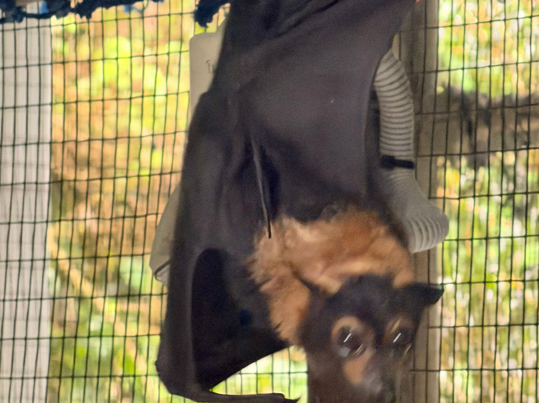 The Bat Hospital Visitor Centre- 阿瑟顿必去景点