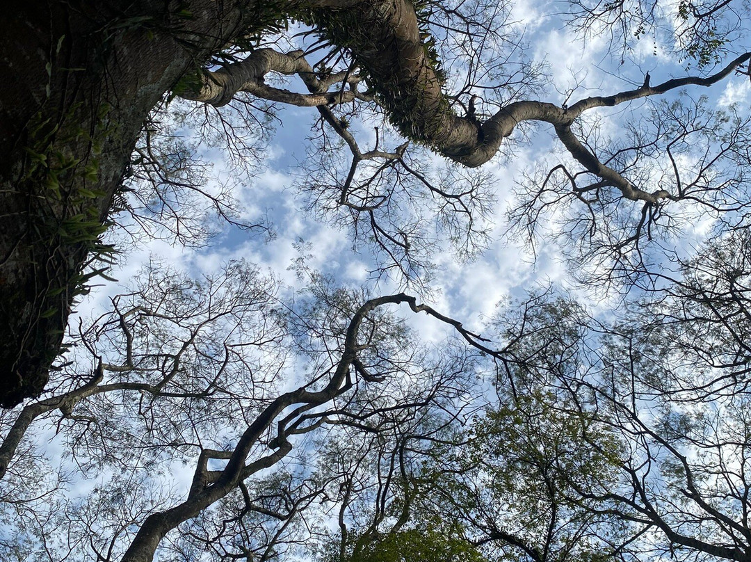 巴立吉公园-库里提巴必去景点