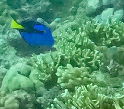 Purple Turtle Fiji-丹娜努岛必去景点