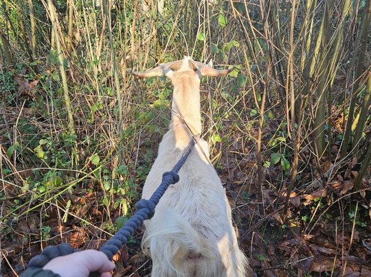 Buttercups Sanctuary for Goats-Boughton Monchelsea必去景点