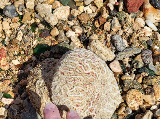 Sea Glass Tours Aruba Powered by Tranquilo Charters N.V.-萨瓦内塔必去景点