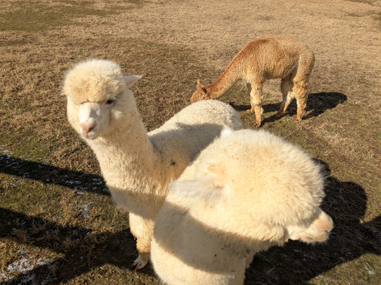 Winchester Creek Farm-韦恩斯维尔必去景点