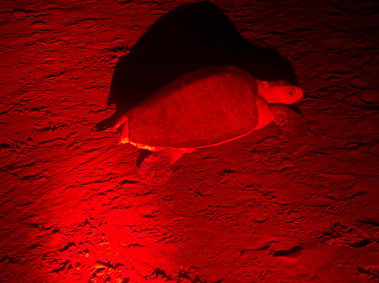 Ostional National Wildlife Refuge-圣塔克鲁斯必去景点