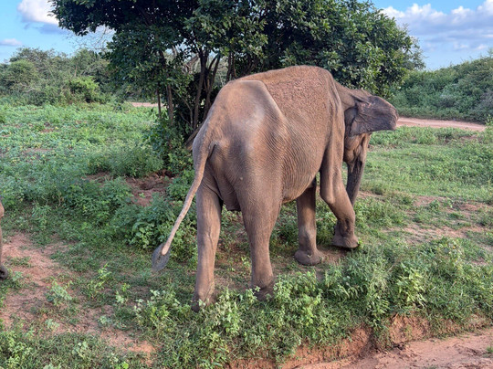 Amba Kola Udawalawa主图