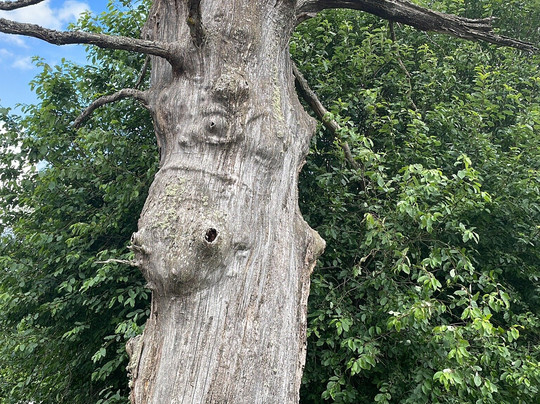 Smålandet Markaryds Älgsafari-Markaryd必去景点