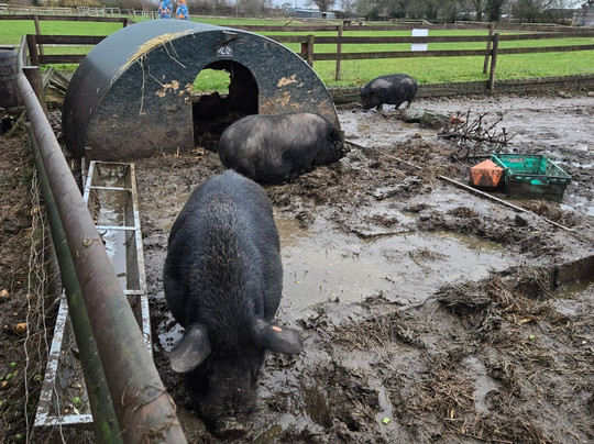 Lucky Tails Alpaca Farm-Atherstone必去景点