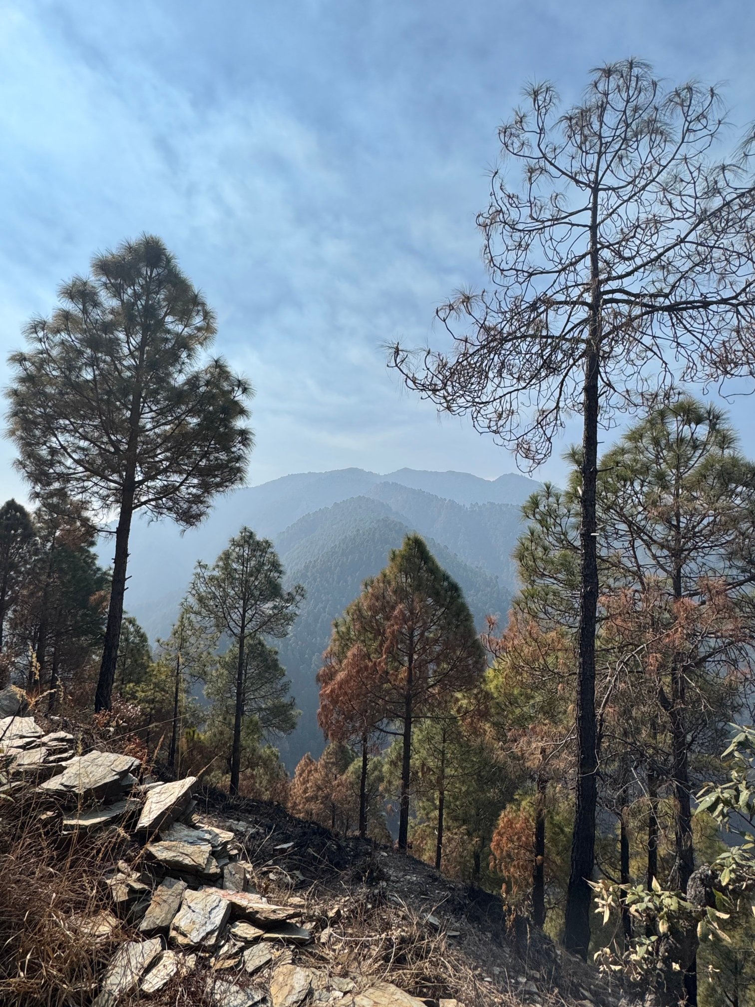 The Rudraksh, A Himalayan Retreat-官方