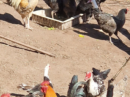 香格里拉虎跳峡卓玛客栈