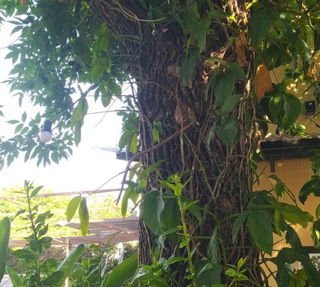 Hotel San Pedro & Resto主图