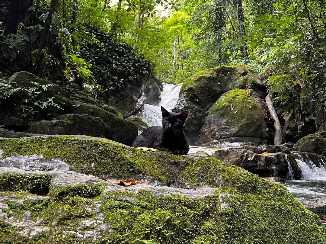Waterfall Of Ojochal