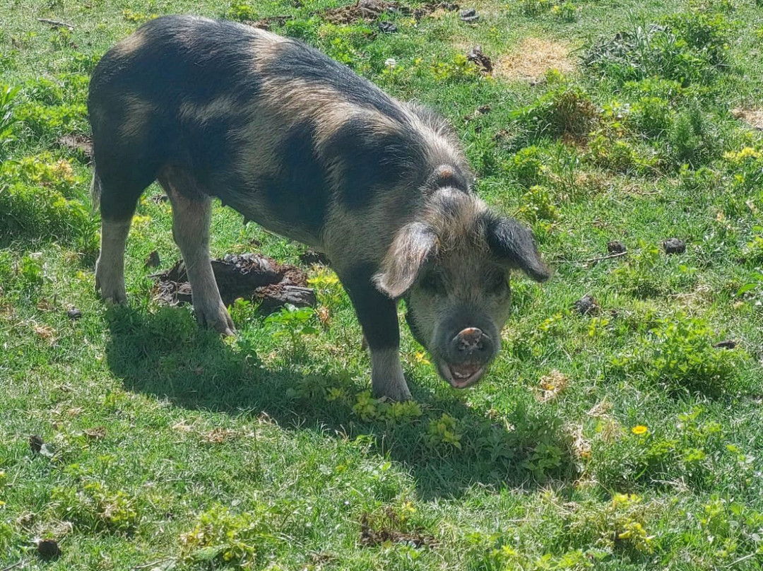 El Puesto de Ferreyra-圣哈维尔必去景点