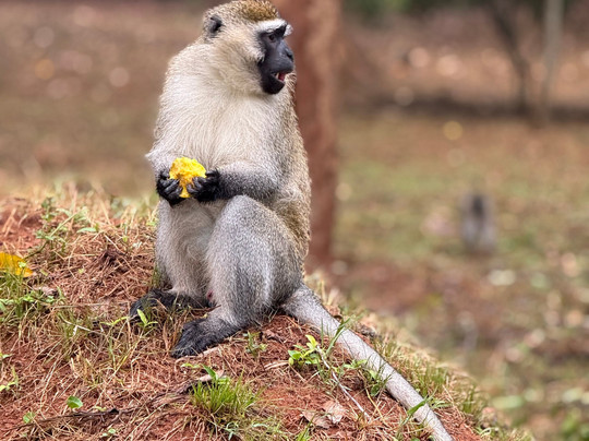 Kigezi Vima Safaris-Kibale National Park必去景点
