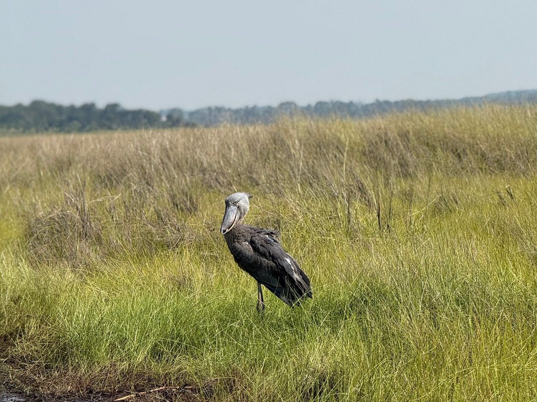 Kigezi Vima Safaris-Kibale National Park必去景点
