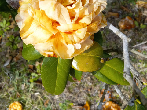 Daniel Island-查尔斯顿必去景点