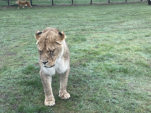 Woburn Safari Park-Woburn必去景点