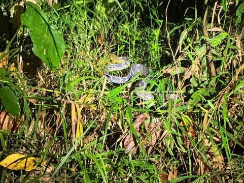 Borneo Eco Tours-亚庇必去景点