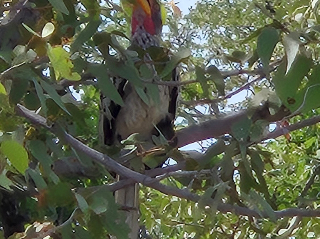 Born in Etosha Self-Drive Private Tours-Okaukuejo必去景点