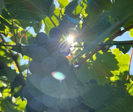 Bodega Terra Lombarda-圣拉斐尔必去景点