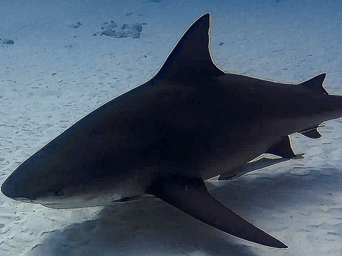 Triton diving-普拉亚德尔卡曼必去景点