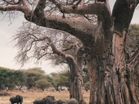 Grey Joy Safari Adventures-阿鲁沙必去景点