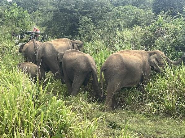 Ananda Special Jeep Safari & Village Tour-哈巴拉娜必去景点