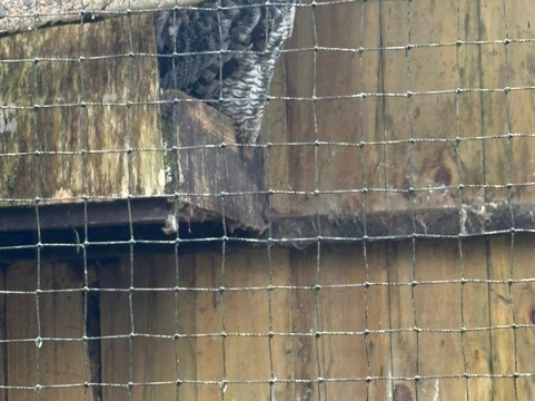 World of Owls-Randalstown必去景点