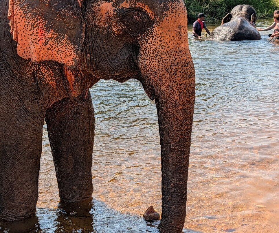 Khao Sok Elephant Sanctuary-拷索国家公园必去景点