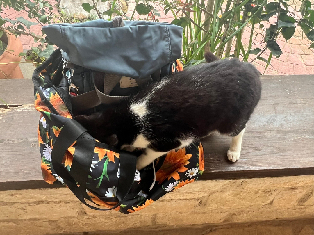 St. Nicholas of the Cats-Akrotiri必去景点