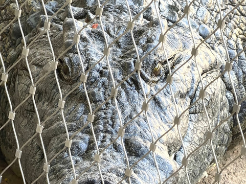 Dubai Crocodile Park-迪拜必去景点