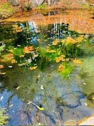 Nigori-ike Pond-忍野村必去景点