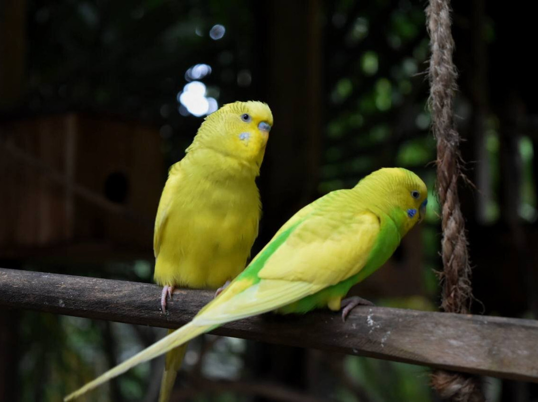 South Farm Panglao- Bohol-Panglao必去景点