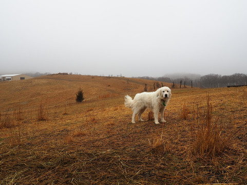 Green Dirt Farm-Weston必去景点