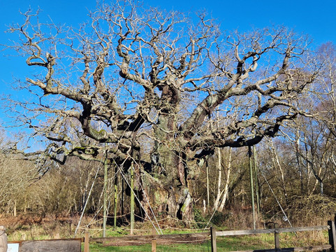 Sherwood Forest-诺丁汉郡必去景点