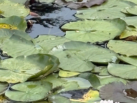 Poppelsdorf Palace-波恩必去景点