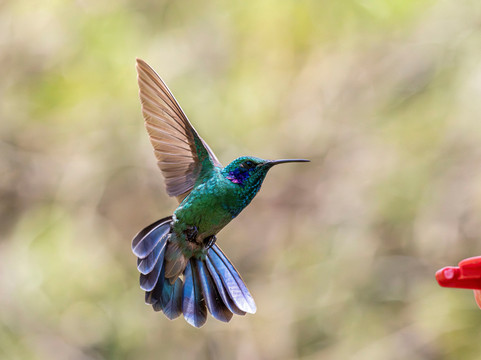 Batsu-多塔圣赫拉多必去景点