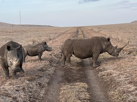 Lewa Wildlife Conservancy-Isiolo必去景点