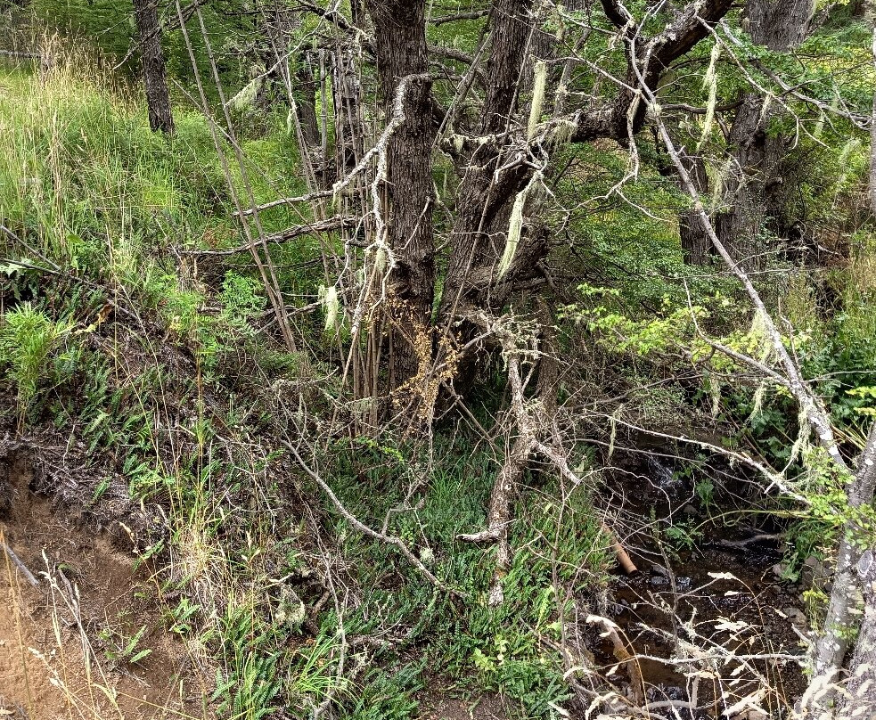 Coyhaique National Reserve-Coyhaique必去景点