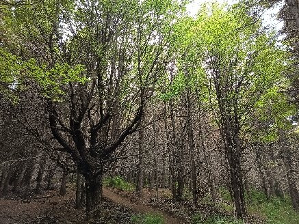 Coyhaique National Reserve-Coyhaique必去景点