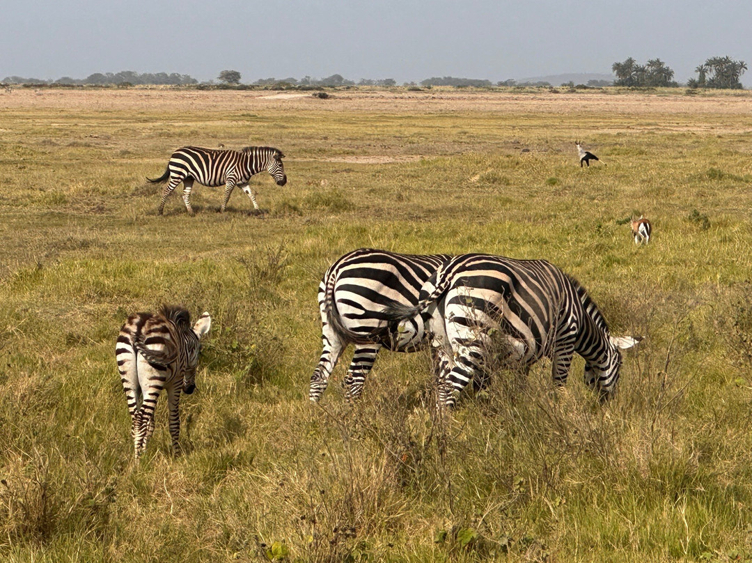 Bienvenido Kenya Tours and Safaris-山祖必去景点