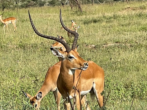 Roy Safaris-阿鲁沙必去景点