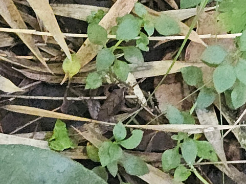 Parque Huishue-Lago Ranco必去景点