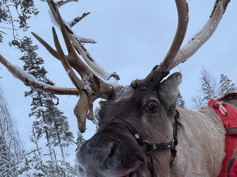 Jaakkola Reindeer Farm-Luosto必去景点