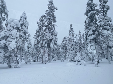 Jaakkola Reindeer Farm-Luosto必去景点