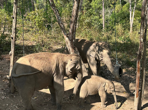 Blue Daily Elephant Care Sanctuary-清迈必去景点
