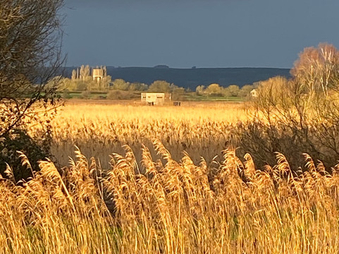 Ham Wall Nature Reserve-Meare必去景点