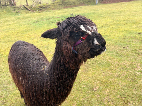 Lydford Gorge Alpacas-Lydford必去景点