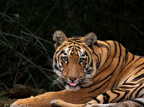 Traveller Realm-Chandrapur必去景点