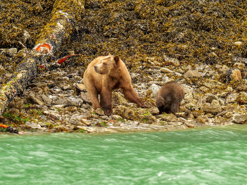 Vancouver Island Photo Tours-Port McNeill必去景点