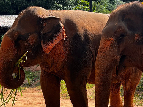 Samui Elephant Sanctuary-波普特必去景点