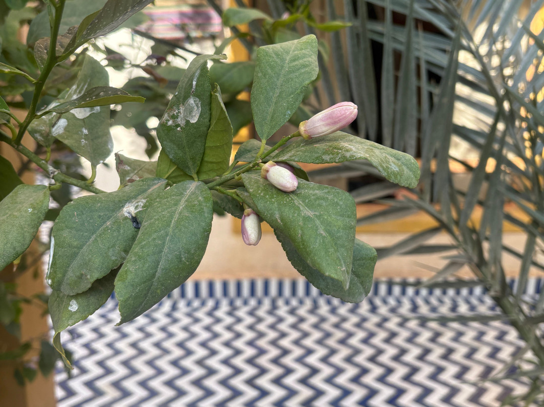 哈斯拉比亚德公寓酒店主图